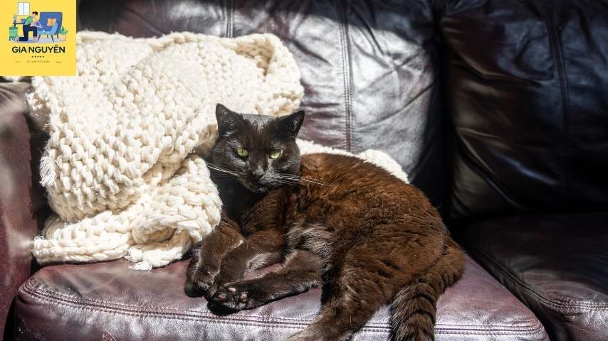 Mèo cào trên sofa da