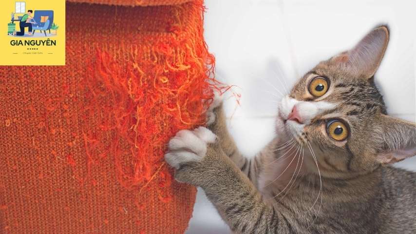 Mèo cào trên sofa vải