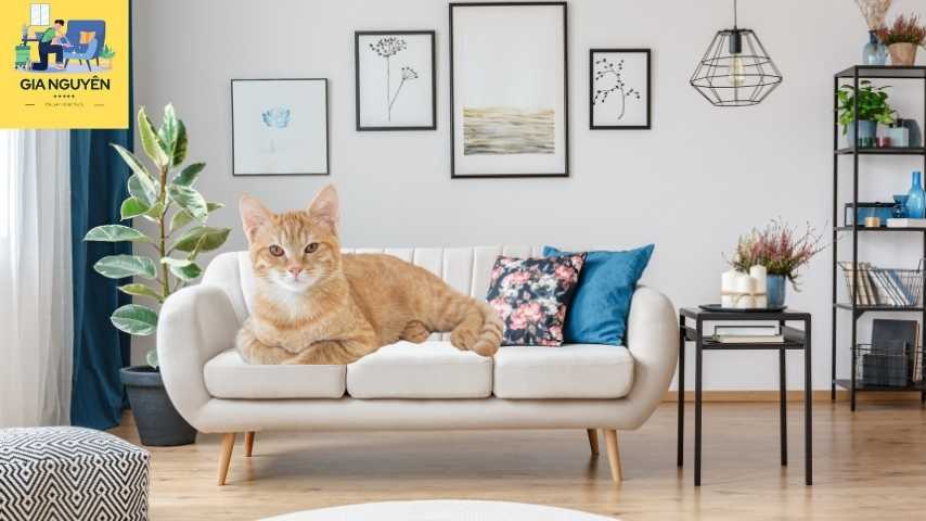 Cách khử mùi nước tiểu mèo trên ghế sofa