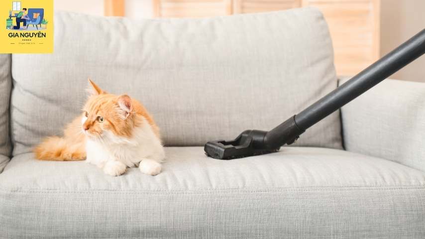 Cách Xử Lý Lông Thú Nuôi Dính Trên Sofa Hiệu Quả