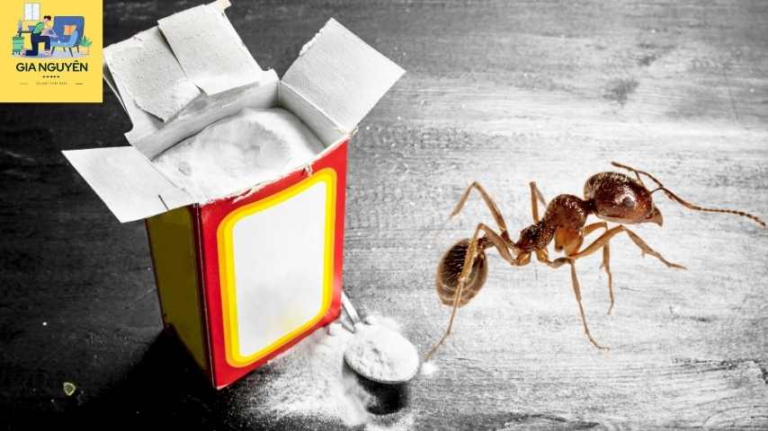 Trị côn trùng cắn